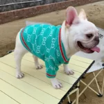 frenchie space shop mintgreen french bulldog cardigan