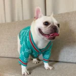 frenchie space shop mintgreen french bulldog cardigan