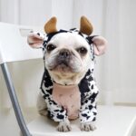 frenchie space shop moo-moo french bulldog hoodie