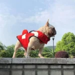 frenchie space shop nemo french bulldog life jacket
