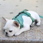 frenchie space shop no-pull french bulldog harness