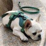 frenchie space shop no-pull french bulldog harness