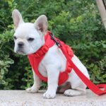 frenchie space shop no-pull french bulldog harness