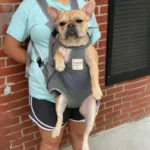 frenchie space shop pawdventurer french bulldog backpack
