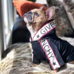 frenchie space shop pawenchy french bulldog hoodie