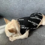 frenchie space shop pawlenciaga french bulldog t-shirt