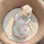 frenchie space shop peachypooch french bulldog sweater
