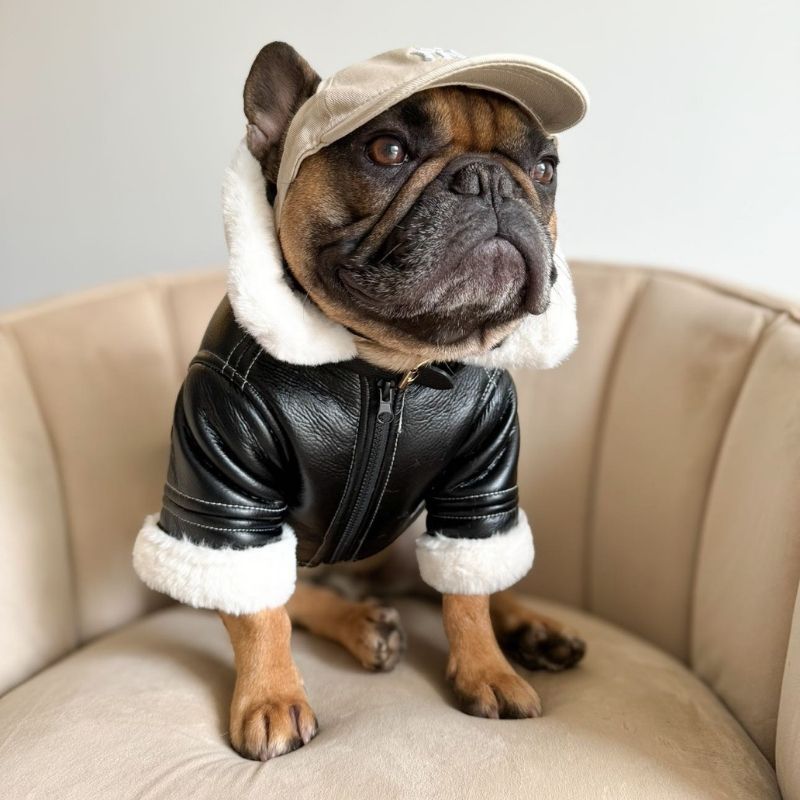 pilot french bulldog jacket