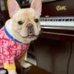 frenchie space shop pink&navy french bulldog sweater