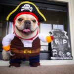 frenchie space shop pirate french bulldog costume