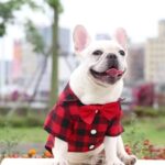 frenchie space shop plaid elegance frenchie shirt