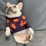 frenchie space shop pomme french bulldog sweater