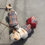 frenchie space shop posh french bulldog dress