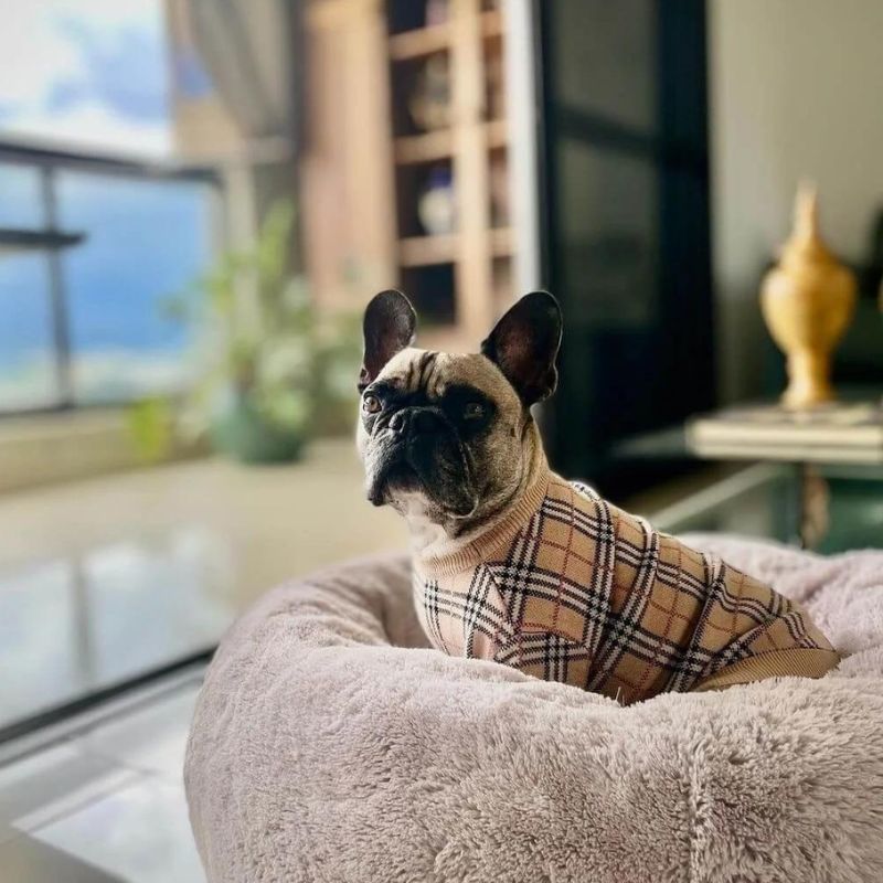 frenchie space shop poshberry french bulldog sweater