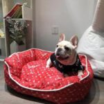 frenchie space shop pupreme french bulldog bed