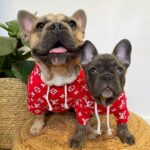 frenchie space shop pupreme french bulldog hoodie