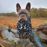 frenchie space shop pupreme french bulldog hoodie