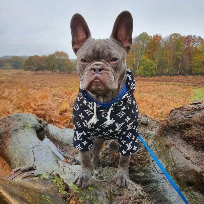 frenchie space shop pupreme french bulldog hoodie