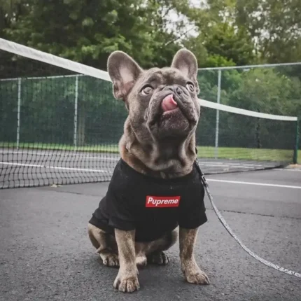 frenchie space shop pupreme french bulldog tshirt