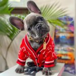 frenchie space shop redglam french bulldog cardigan