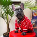 frenchie space shop redglam french bulldog cardigan
