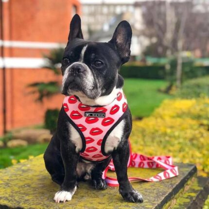 frenchie space shop redkiss french bulldog harness