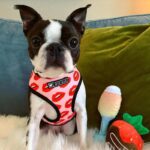 frenchie space shop redkiss french bulldog harness