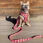 frenchie space shop redkiss french bulldog harness