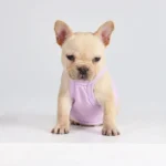 frenchie space shop ribbed french bulldog tank top