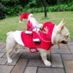 frenchie space shop riding santa french bulldog costume