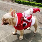frenchie space shop riding santa french bulldog costume