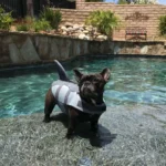 frenchie space shop sharkymermaid french bulldog life jacket