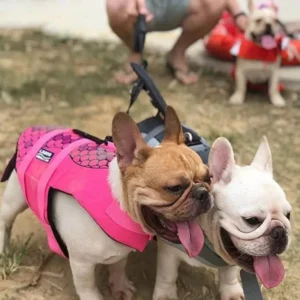 frenchie space shop sharkymermaid french bulldog life jacket