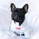 frenchie space shop streetstyle frenchie hoodie