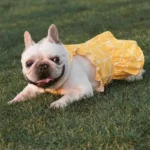 frenchie space shop sunny french bulldog dress