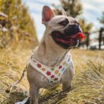 frenchie space shop sunnyglam french bulldog harness