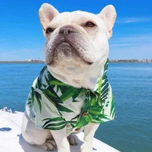 frenchie space shop sunsea french bulldog shirt