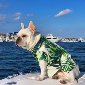frenchie space shop sunsea french bulldog shirt