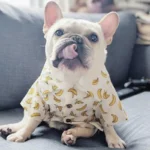 frenchie space shop sunsea french bulldog shirt