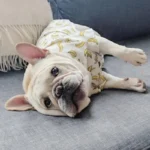 frenchie space shop sunsea french bulldog shirt