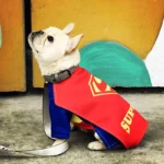 frenchie space shop super frenchie costume