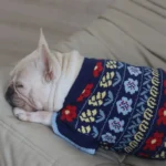 frenchie space shop traditionalvibes french bulldog sweater