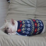 frenchie space shop traditionalvibes french bulldog sweater