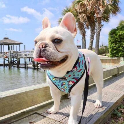 frenchie space shop unicorn french bulldog harness
