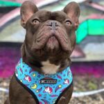frenchie space shop unicorn french bulldog harness