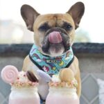 frenchie space shop unicorn french bulldog harness