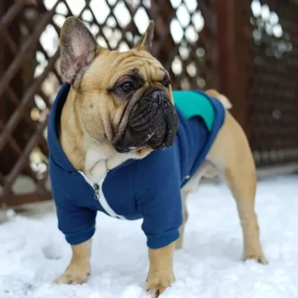 frenchie space shop vanillasplash french bulldog hoodie