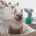 frenchie space shop warmhug french bulldog sweater