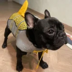frenchie space shop waverider frenchie life vest