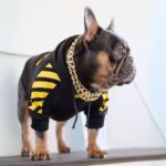 frenchie space shop woofywoof french bulldog hoodie